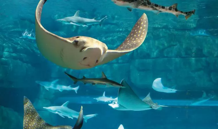 stingrays