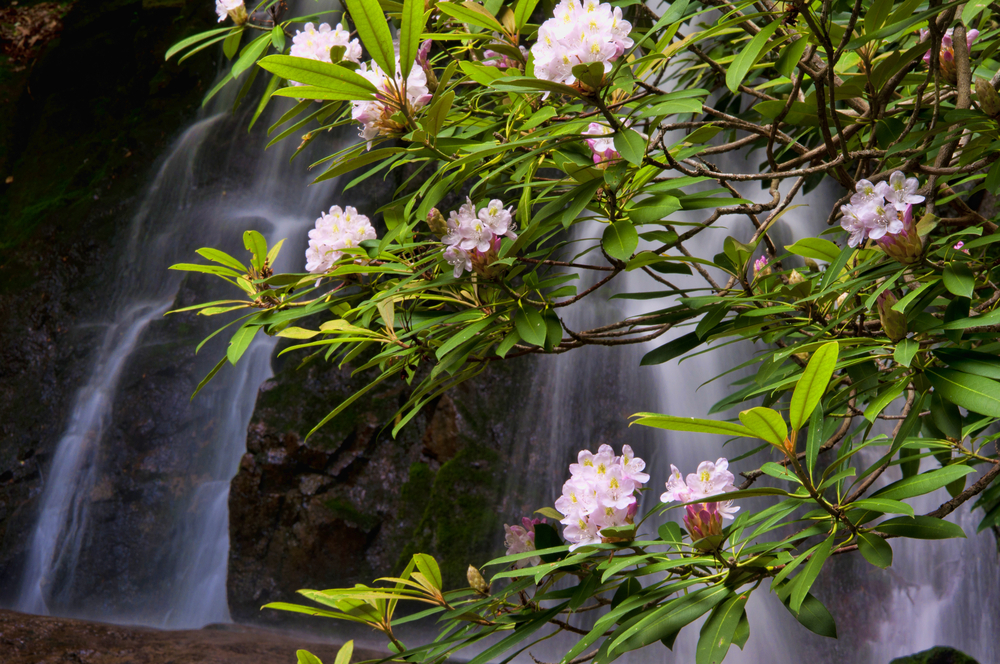 wildflowers in the Smoky Mountains
